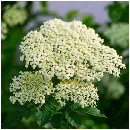 Elderflower flavour
